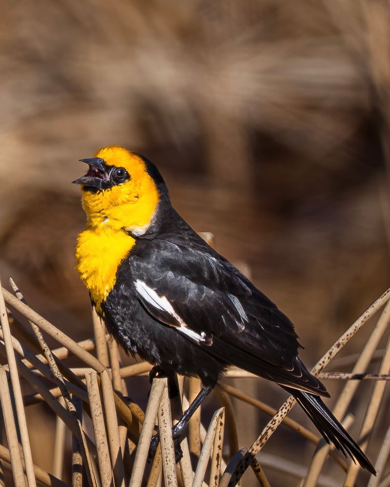 Yellow-headed Blackbird: The Surprise Visitor