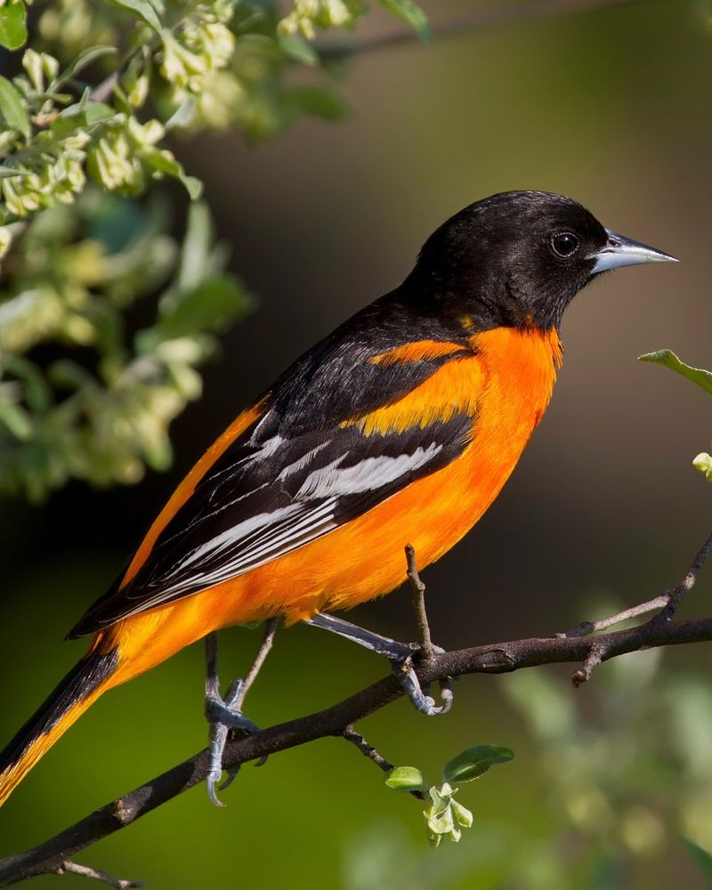 Baltimore Oriole