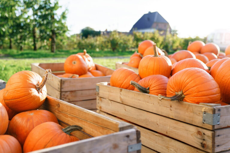 Pumpkins (featured image)