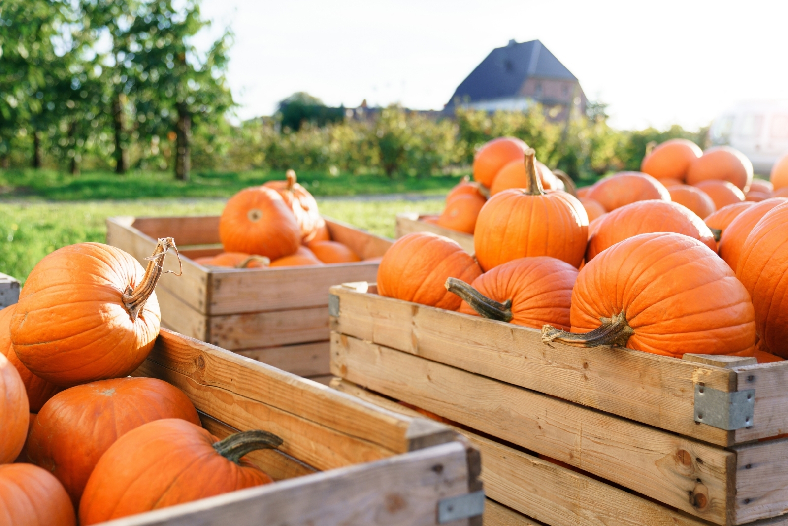 Celebrate Windsor Harvest Festival During Labor Day Weekend In Colorado