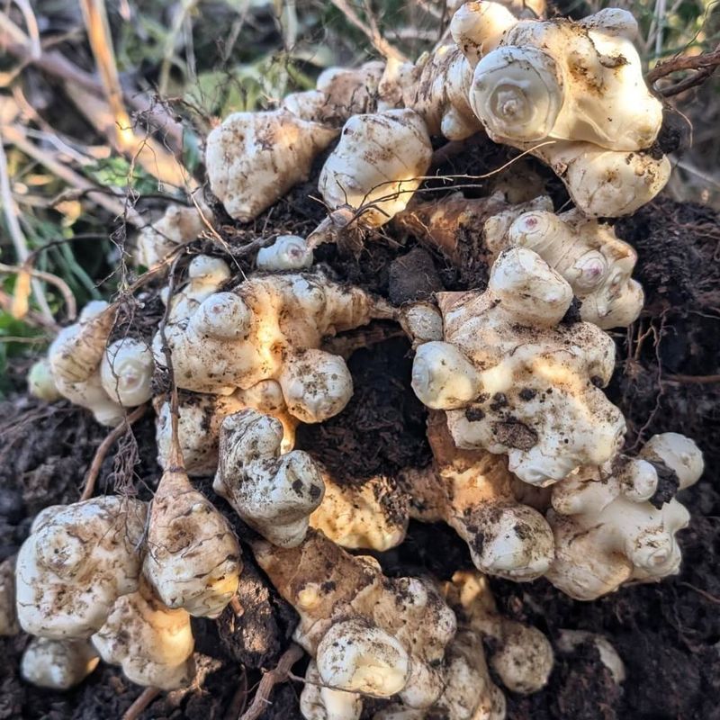 Jerusalem Artichokes