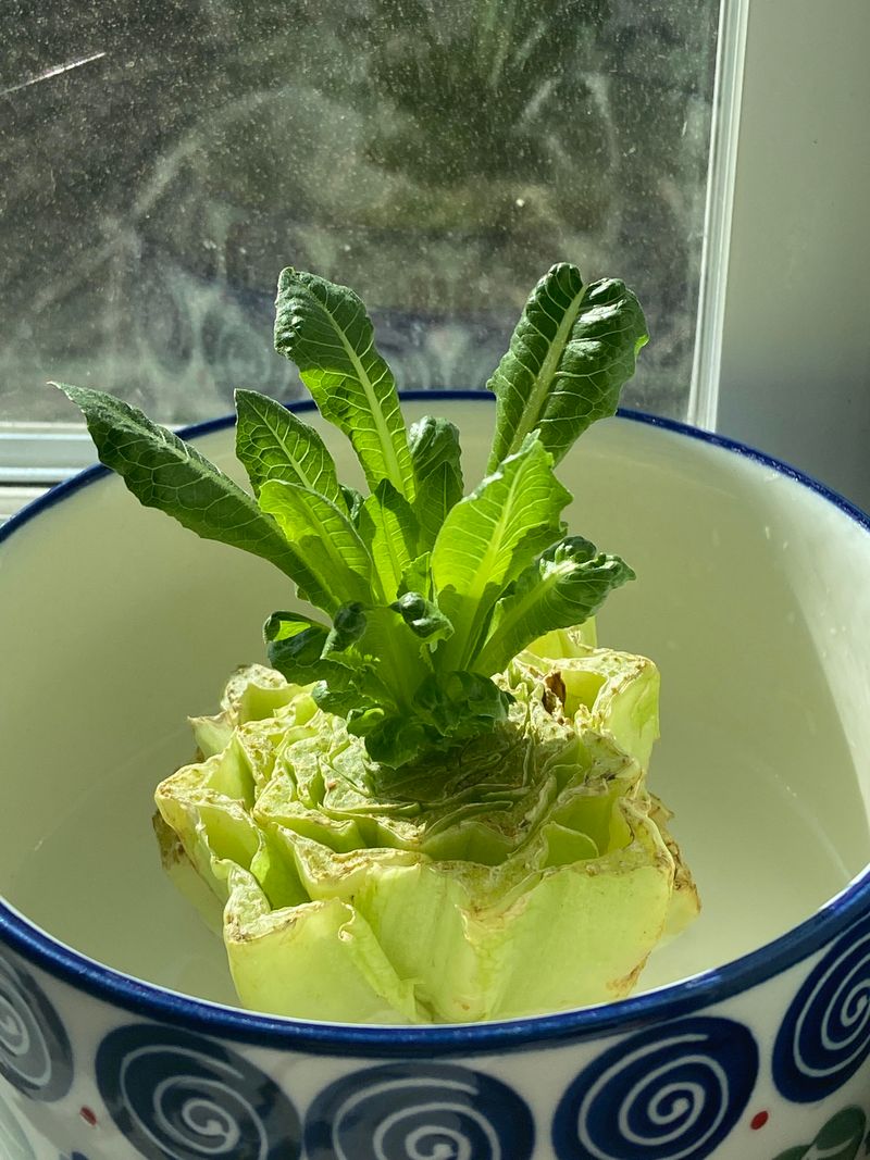 Romaine Lettuce Hearts
