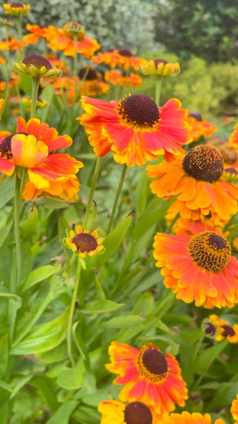 Helenium