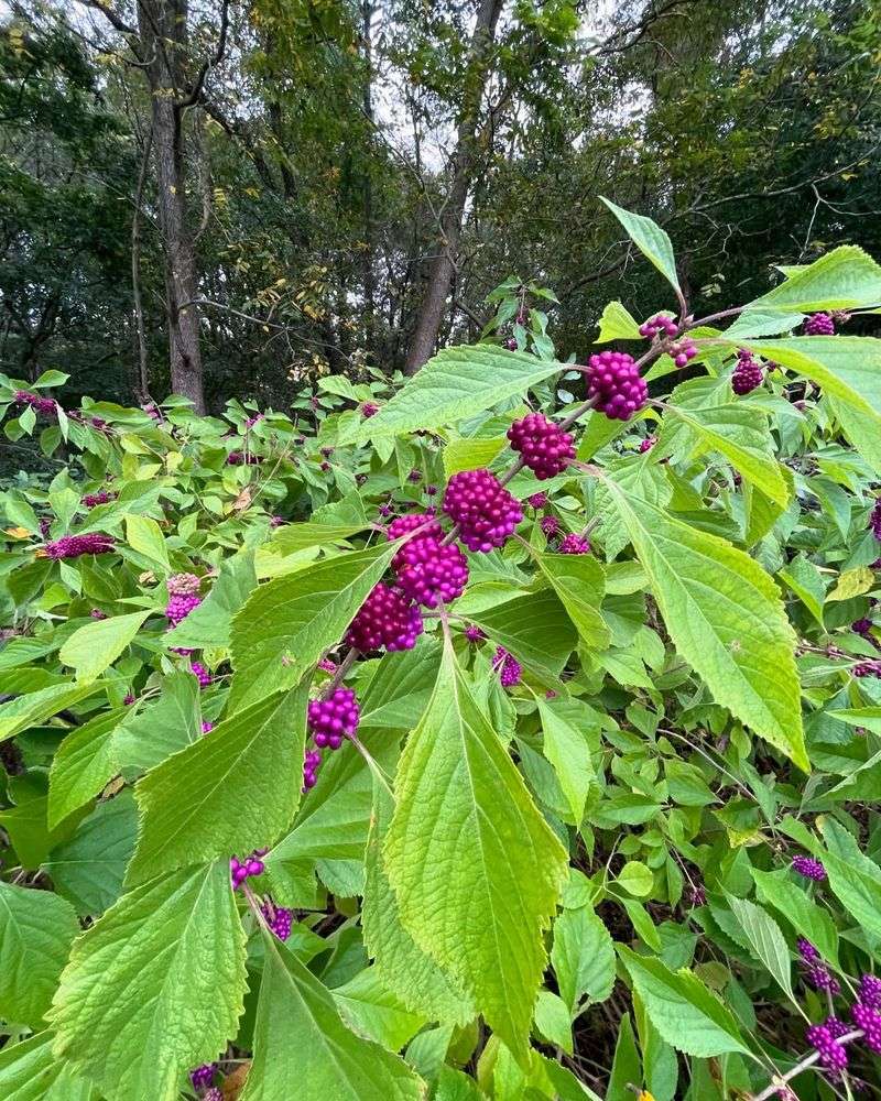 American Beautyberry (Callicarpa americana)