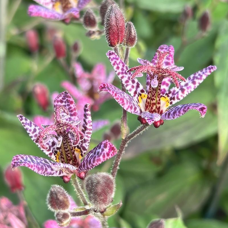 Toad Lily