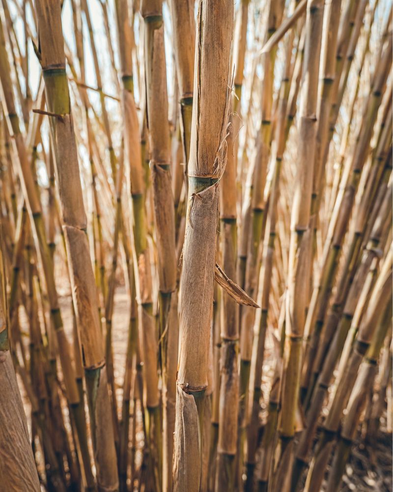 Giant Reed (Arundo donax)