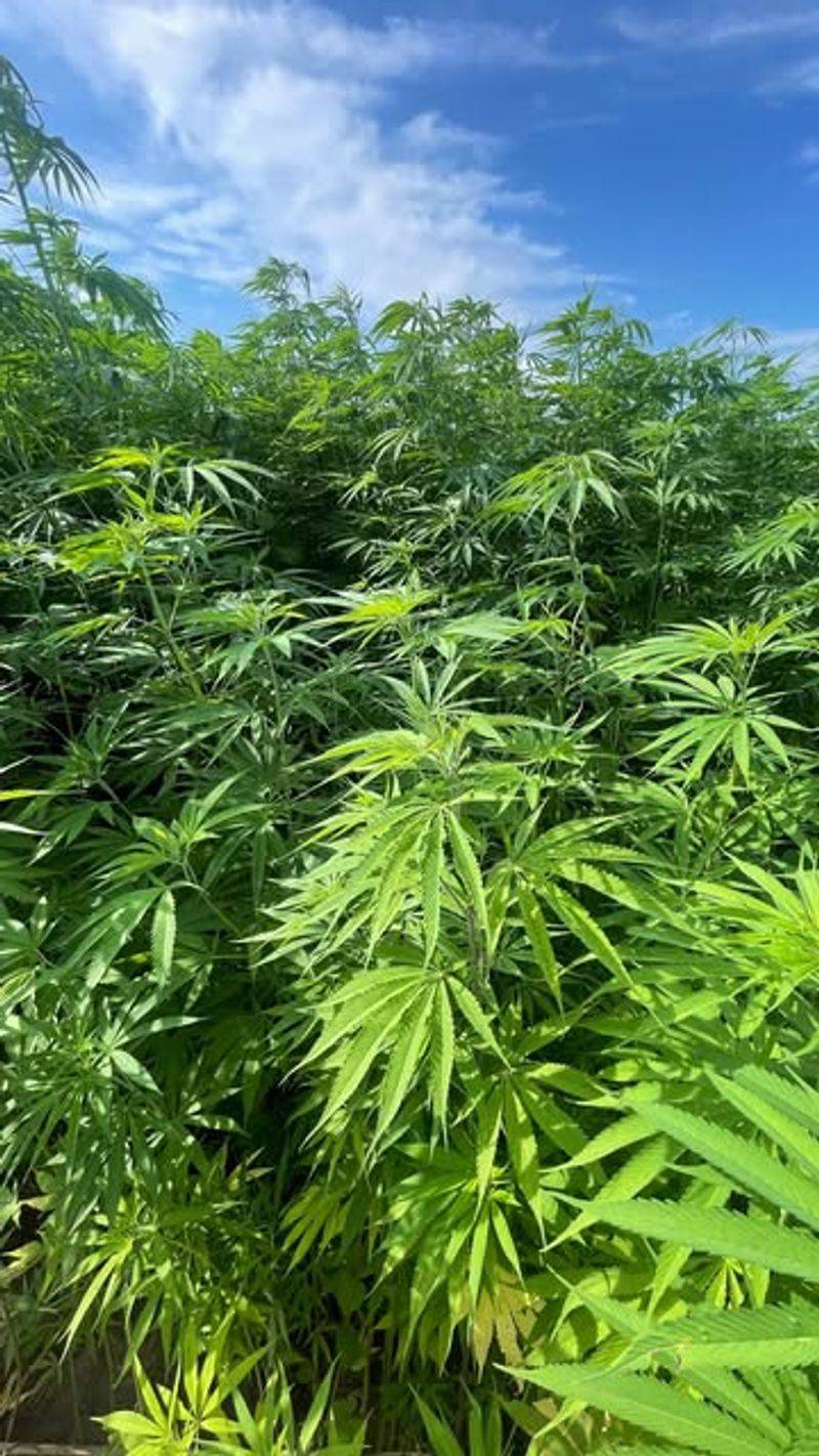 Hemp Without Licensing