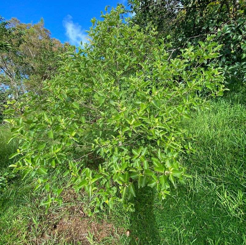 Kratom Tree