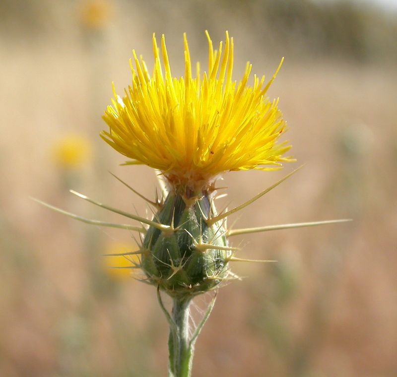 Yellow Star Thistle