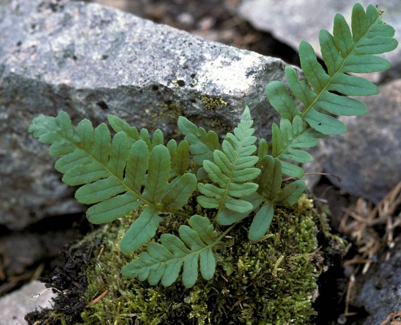 Western Polypody (Polypodium hesperium)