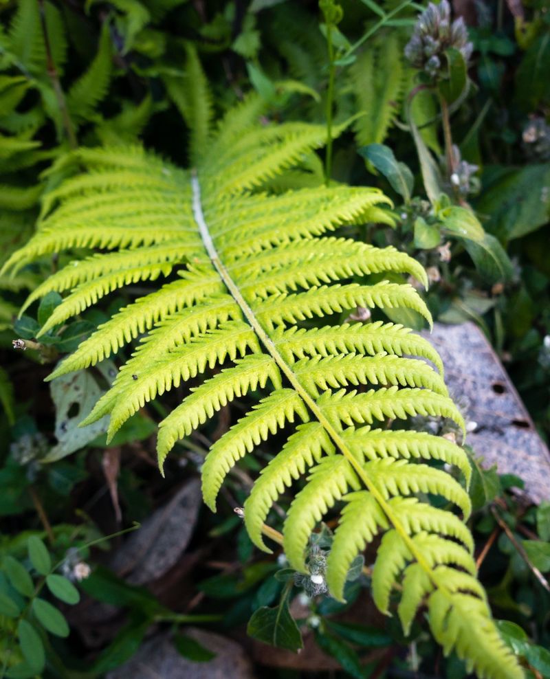 Soft Shield Fern (Polystichum setiferum)