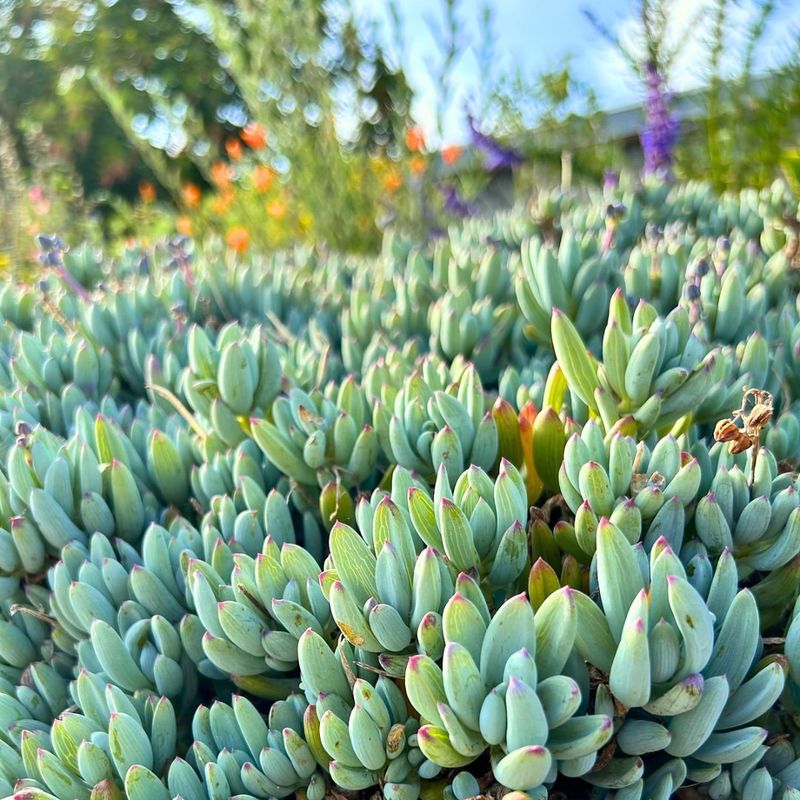 Senecio Serpens