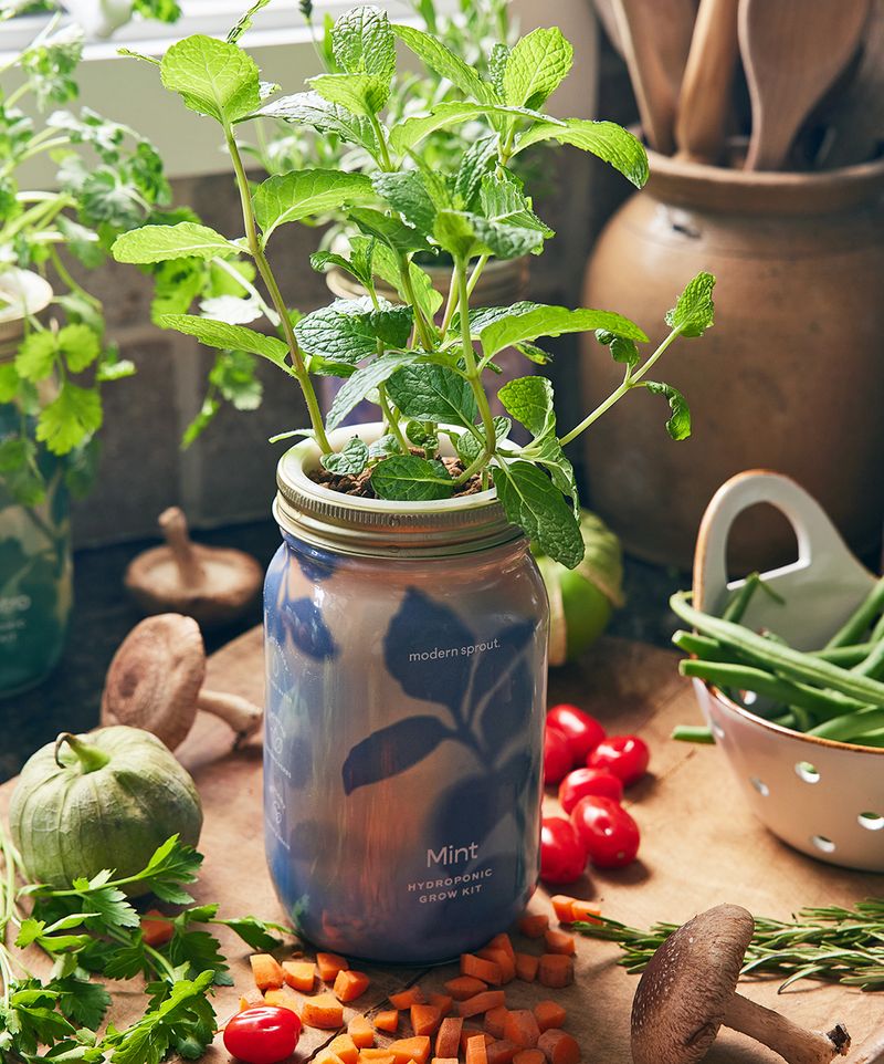 Hydroponic Setup