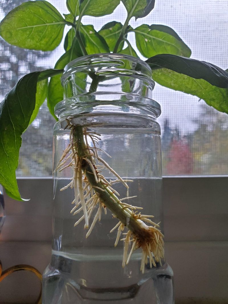 Watch For Root Development