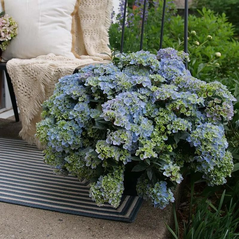 Hydrangeas Need Heavy Winter Protection