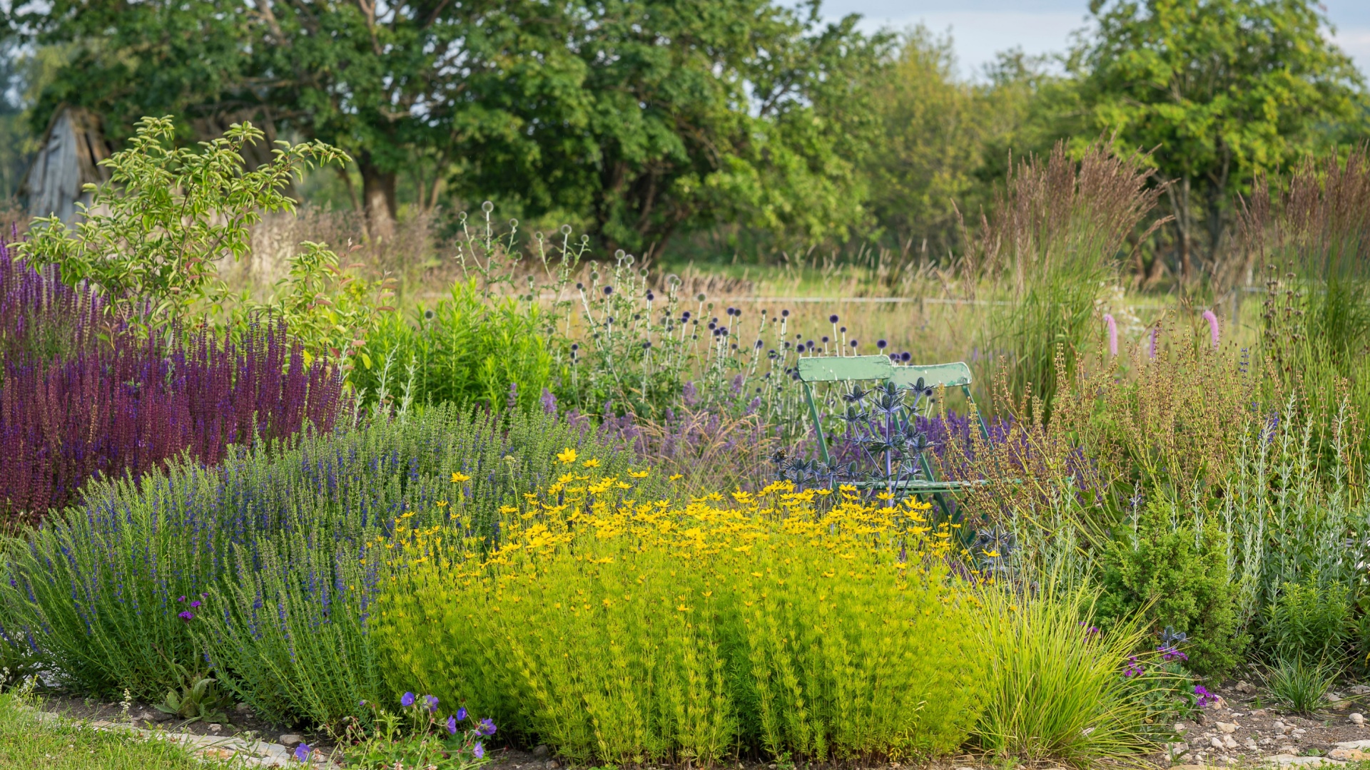 Chaos Wildflower Mixes That Could Help Cincinnati Gardeners Thwart Pests Naturally
