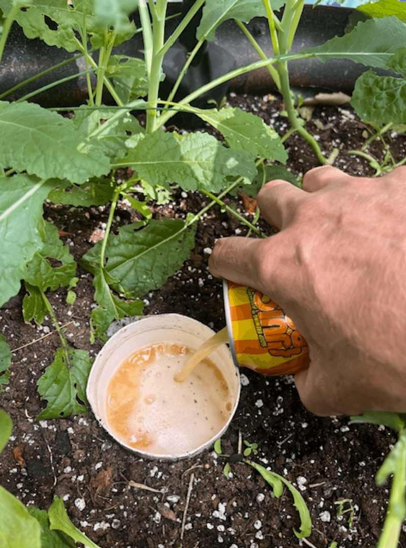 Beer Soil Drench