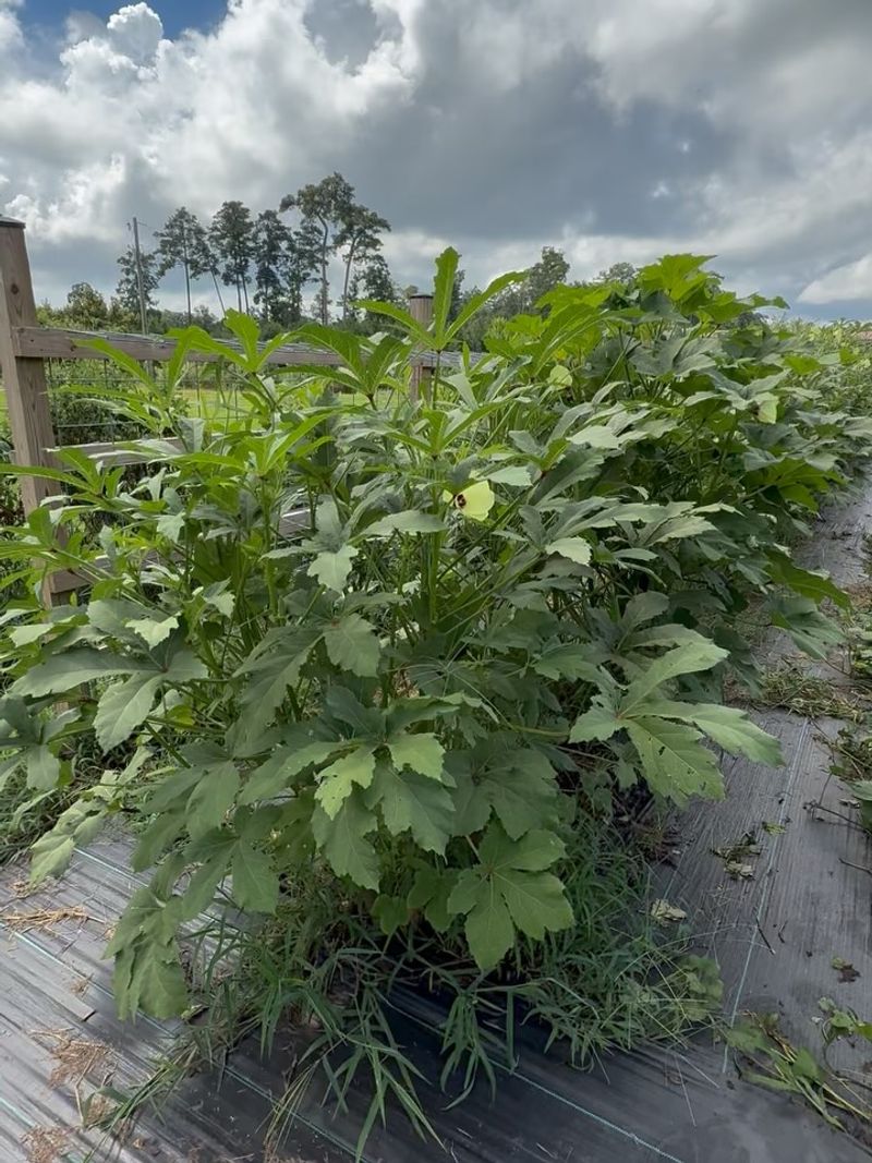 Okra