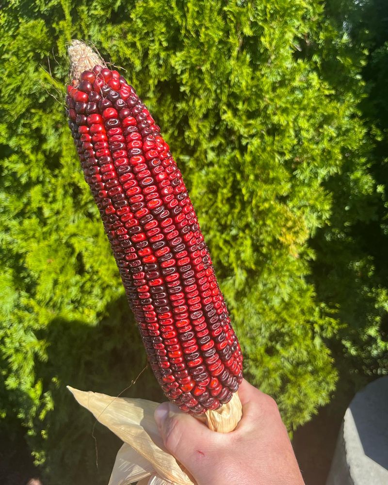 Jimmy Red Corn