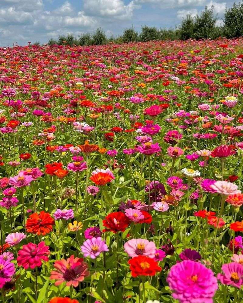 Chelsea's Cider Mills And Zinnia Fields