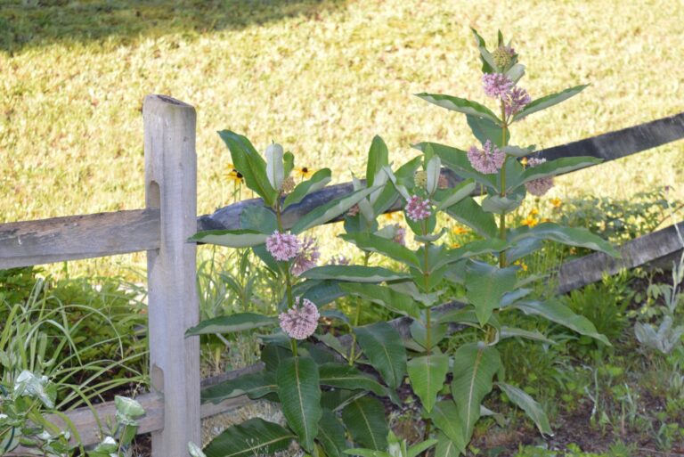 milkweed living fence (featured image)