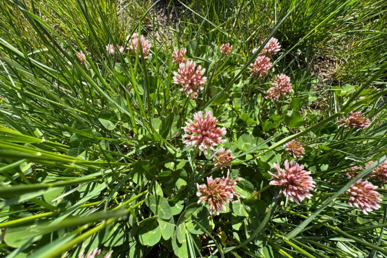 Trifolium wormskioldii is a species of clover native to the western half of North America (featured image)