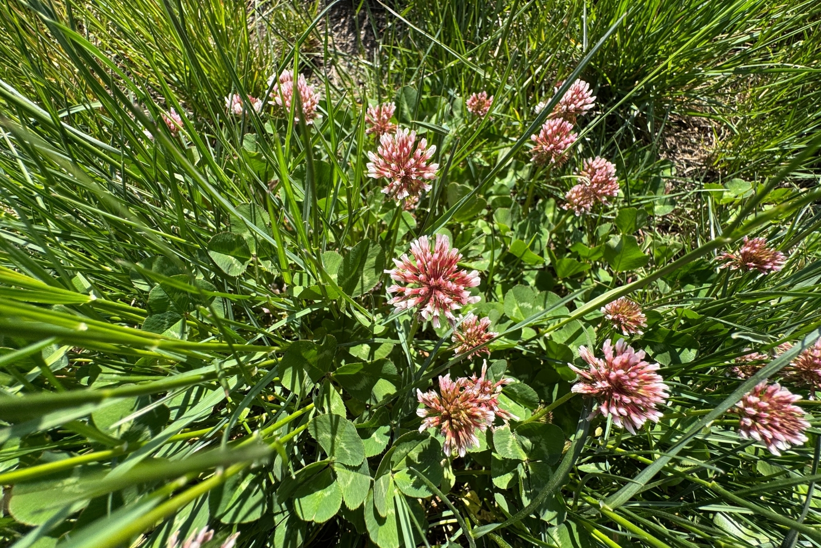 Charlotte Gardeners Save Water With Living Mulch Of Native Clover Mix