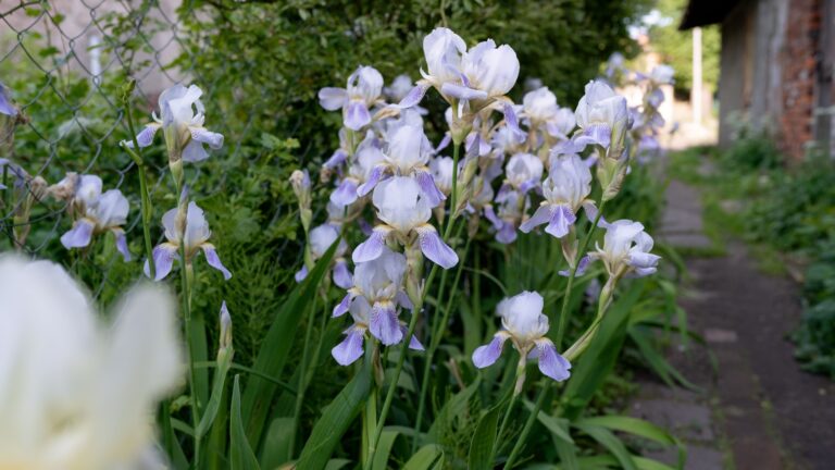 bearded irises