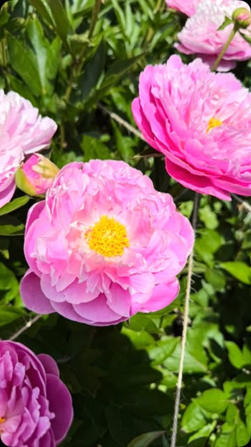 Peonies For Multi-Generational Blooms