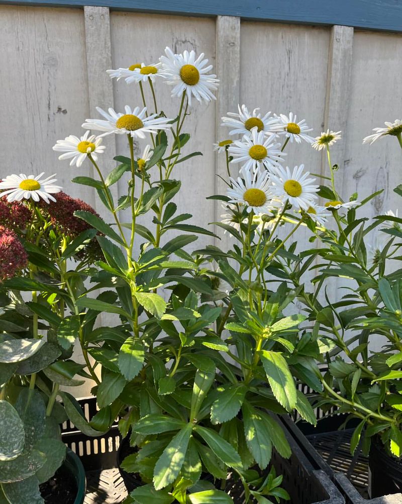 Magnificent Montauk Daisies