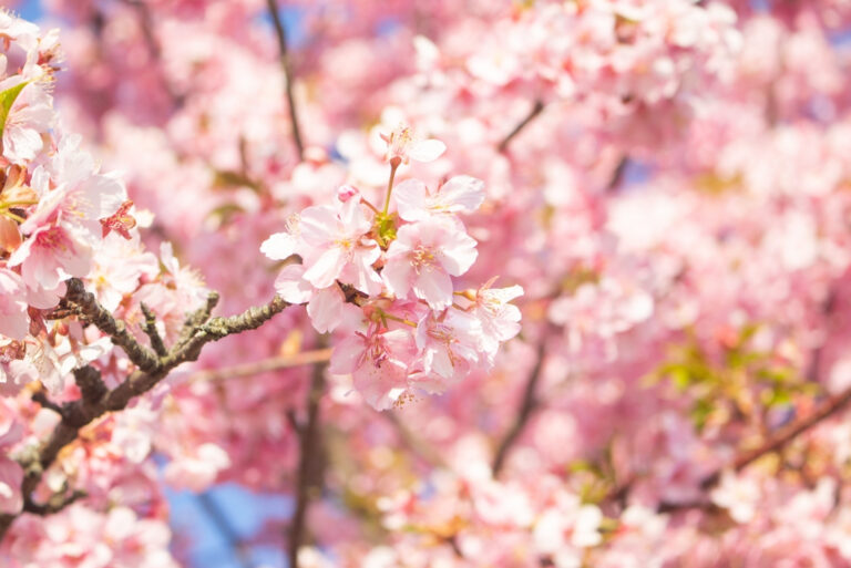 cherry blossoms (featured image)
