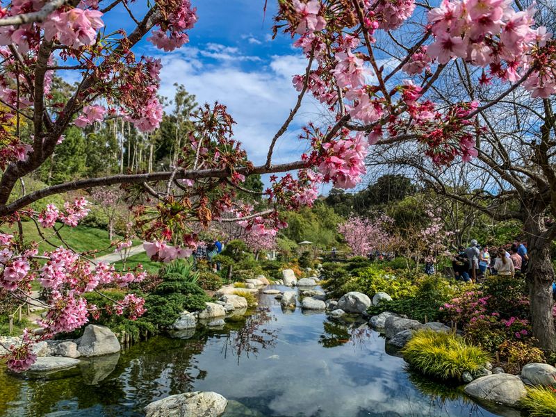 Harmony Springs