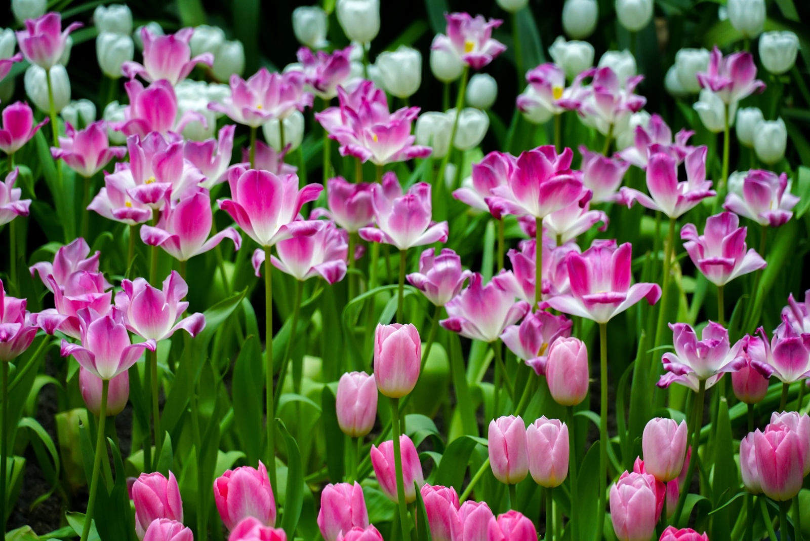 tulip field