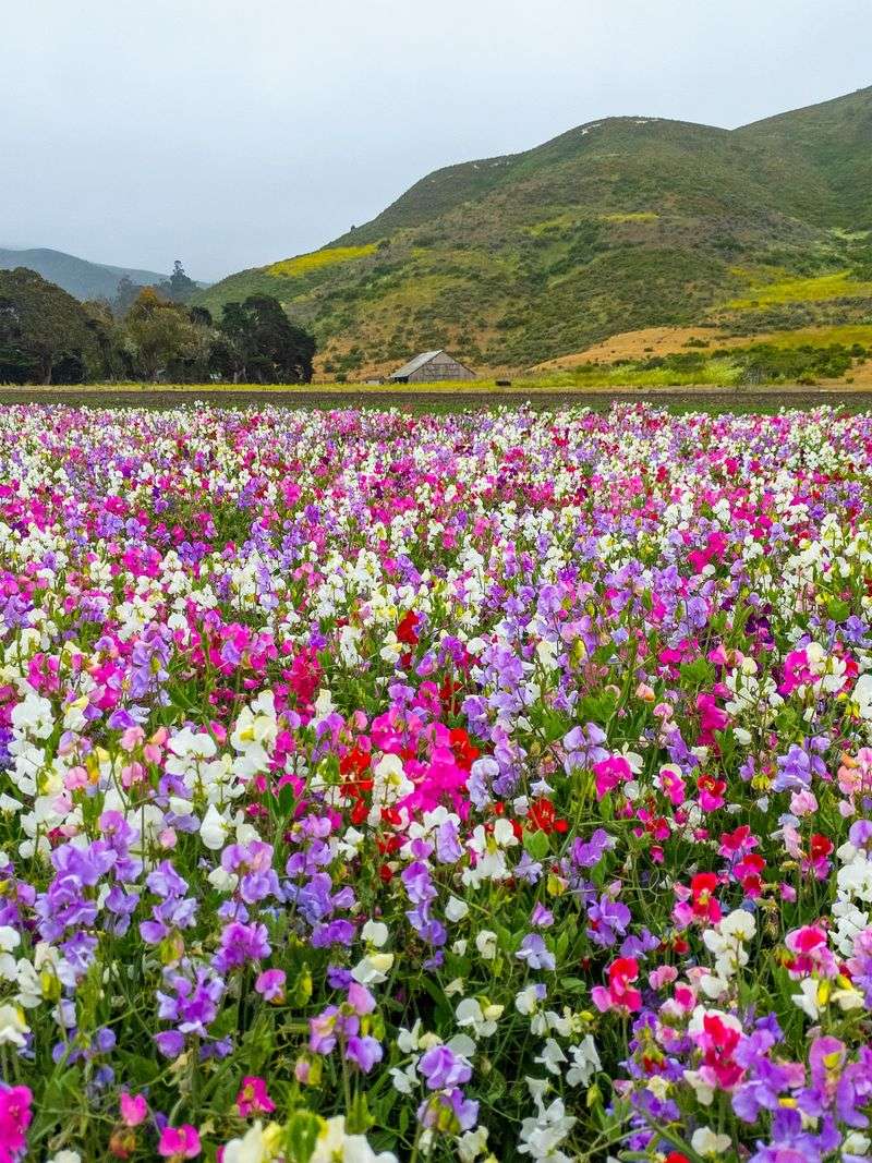 Lompoc's Valley of Flowers