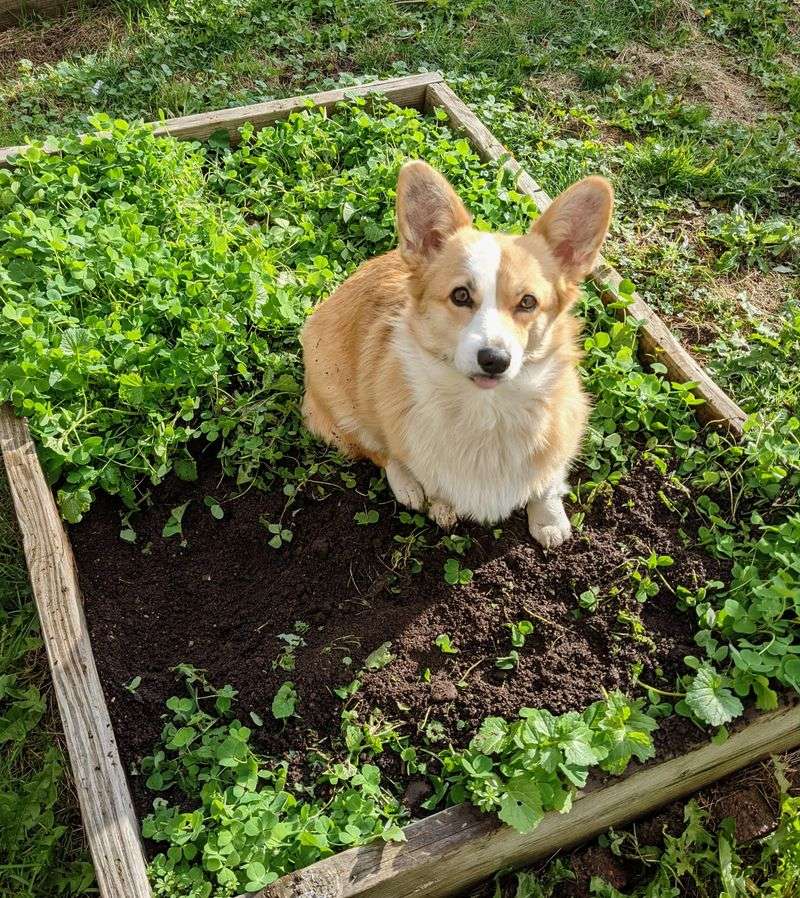Leave Small Pets Unattended