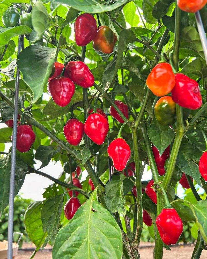 Hot Peppers