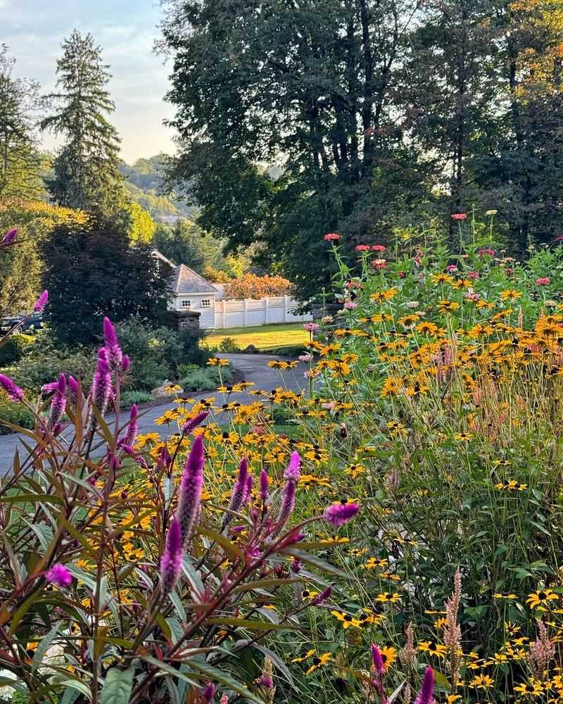 Native Wildflower Borders