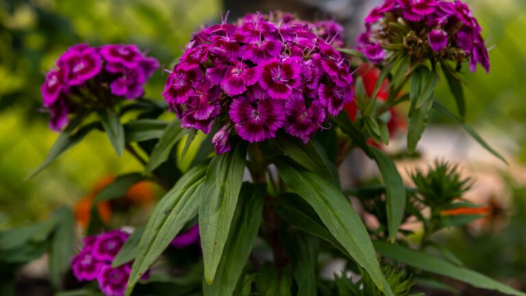 purple alyssum flower cluster