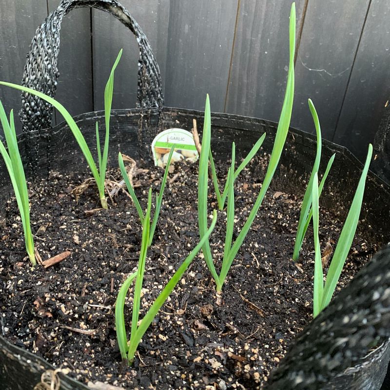 Remove Mulch Gradually