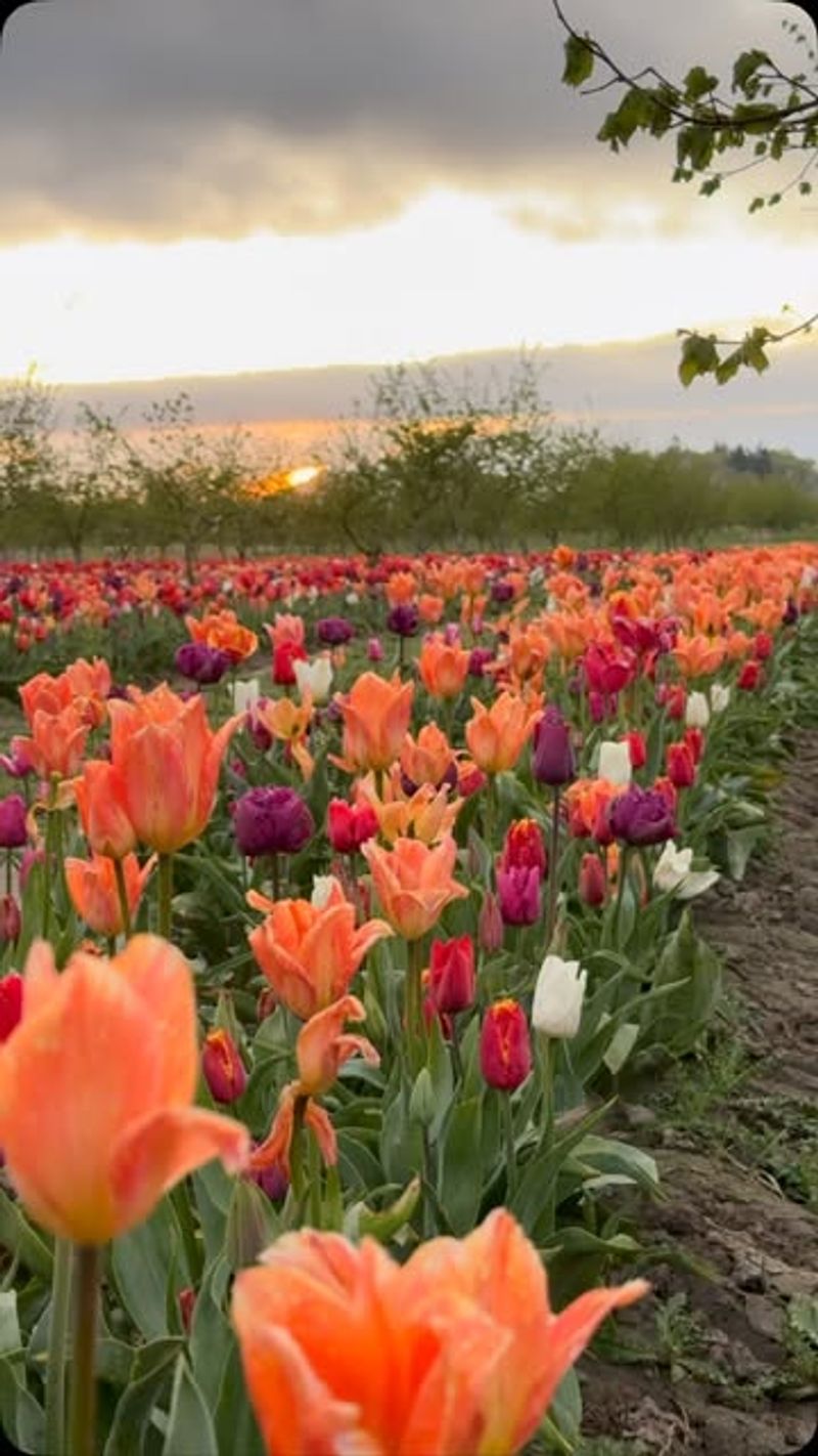 Vibrant Tulips