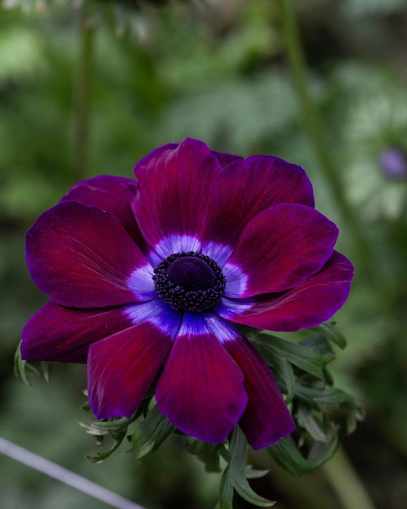 Captivating Anemones