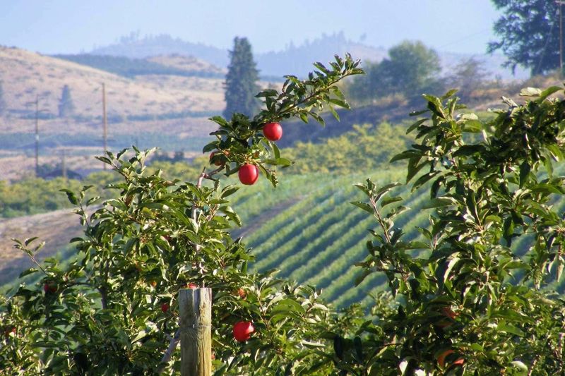 Cashmere's Hidden Valley Treasures