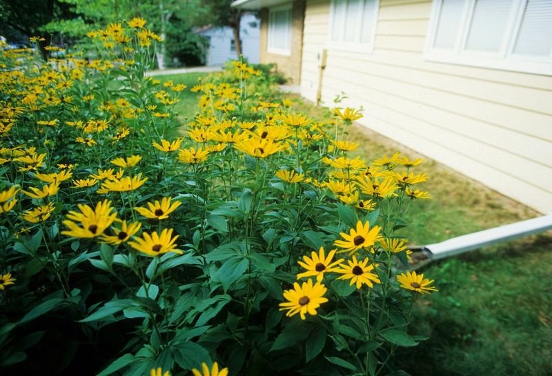 Rain Garden Absence