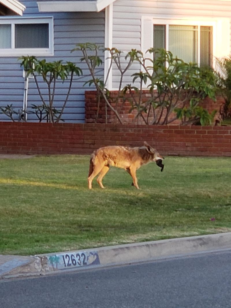Approaching Coyotes