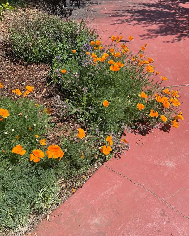 Native Plant Communities Rebuild