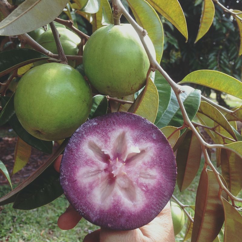 Star Apple