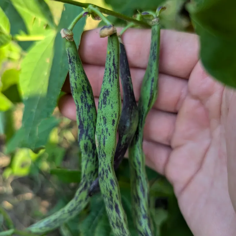 Rattlesnake Pole Beans