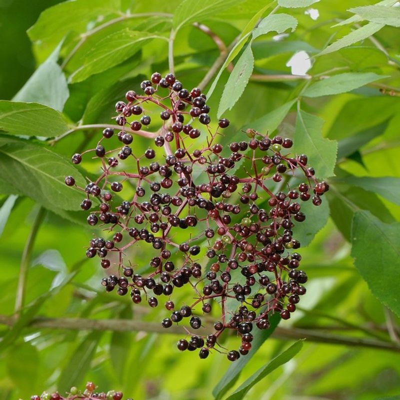 Elderberries