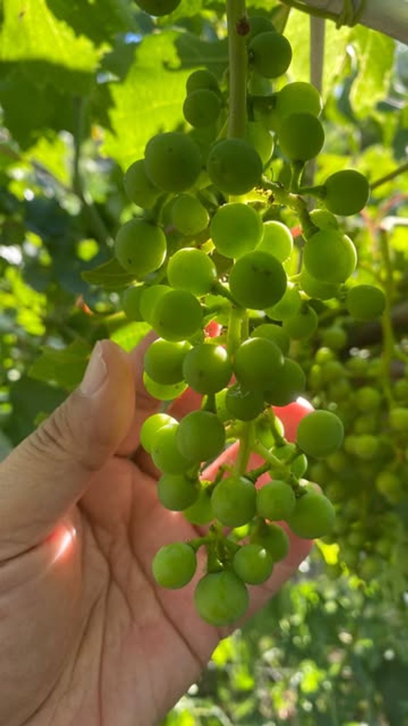 Grapes