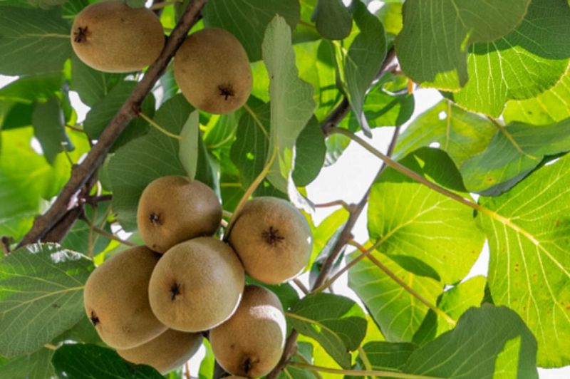 Kiwi